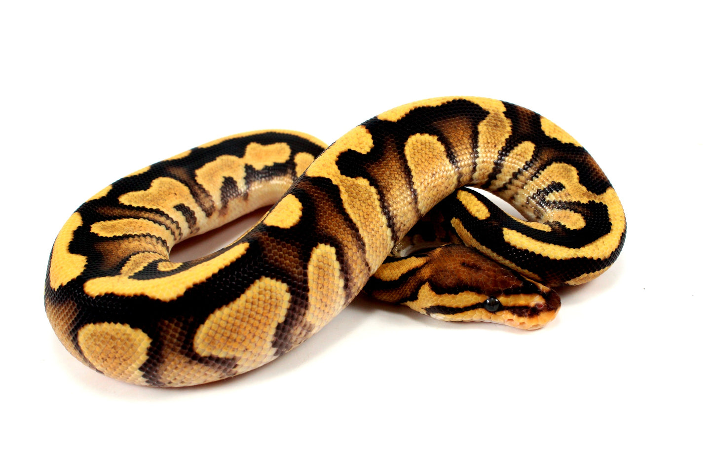 Orange Dream Chocolate Ball Python All Reptiles