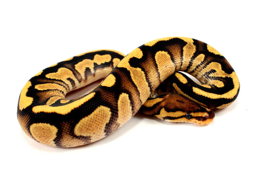 Orange Dream Chocolate Ball Python All Reptiles