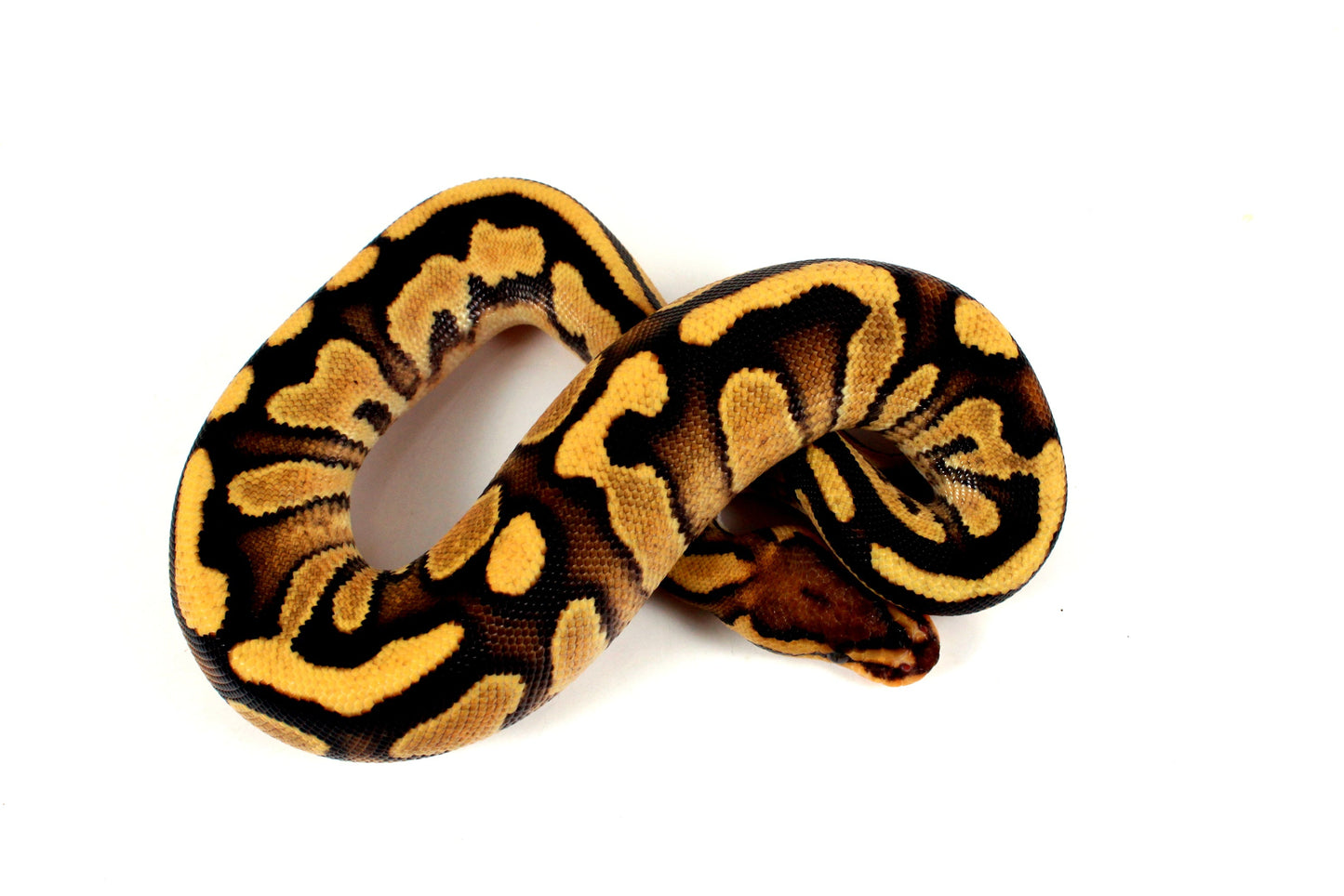 Orange Dream Chocolate Ball Python All Reptiles