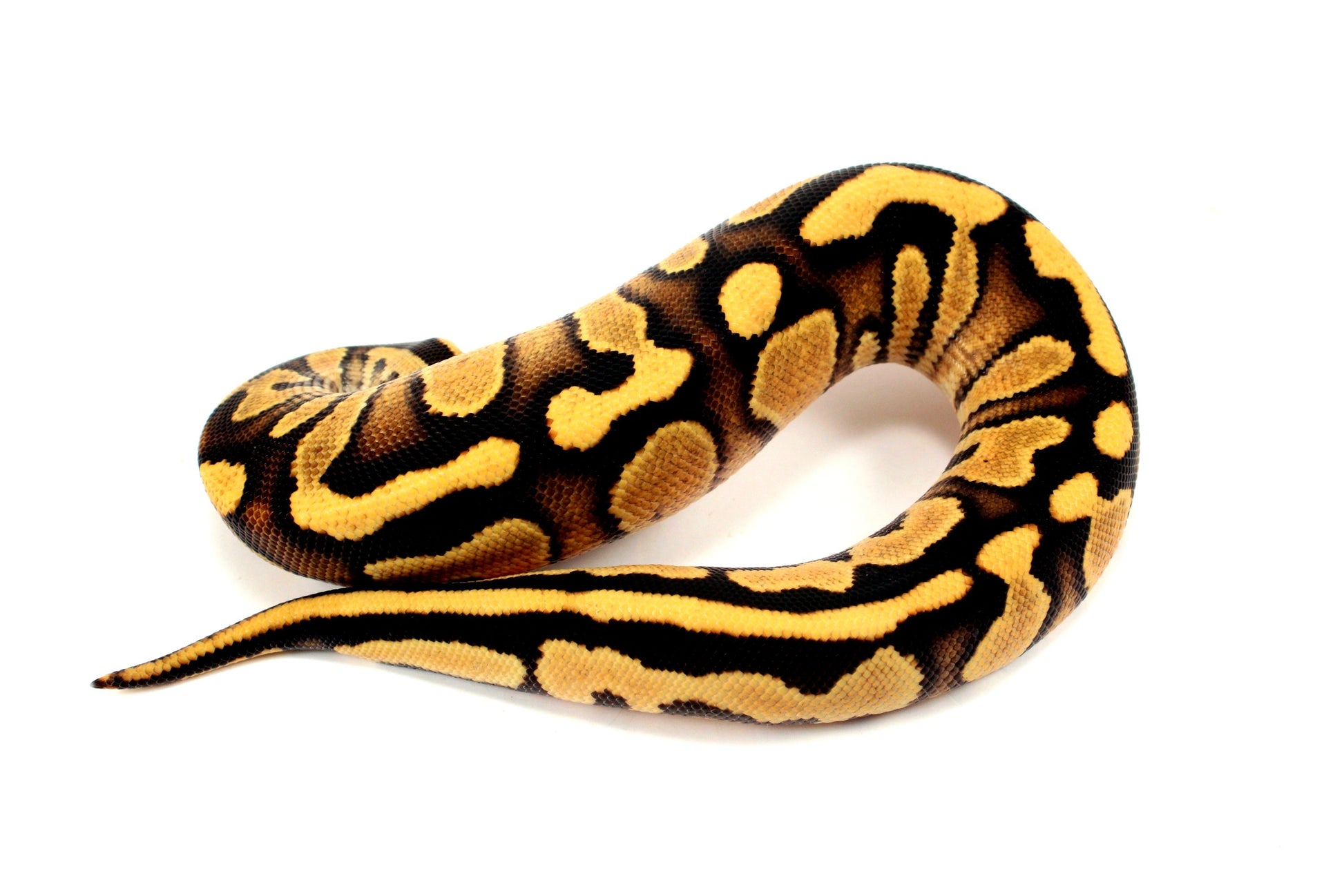 Orange Dream Chocolate Ball Python All Reptiles