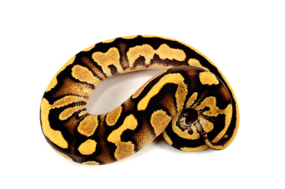 Orange Dream Chocolate Ball Python All Reptiles