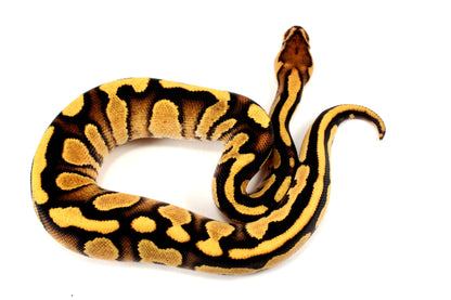 Orange Dream Chocolate Ball Python All Reptiles