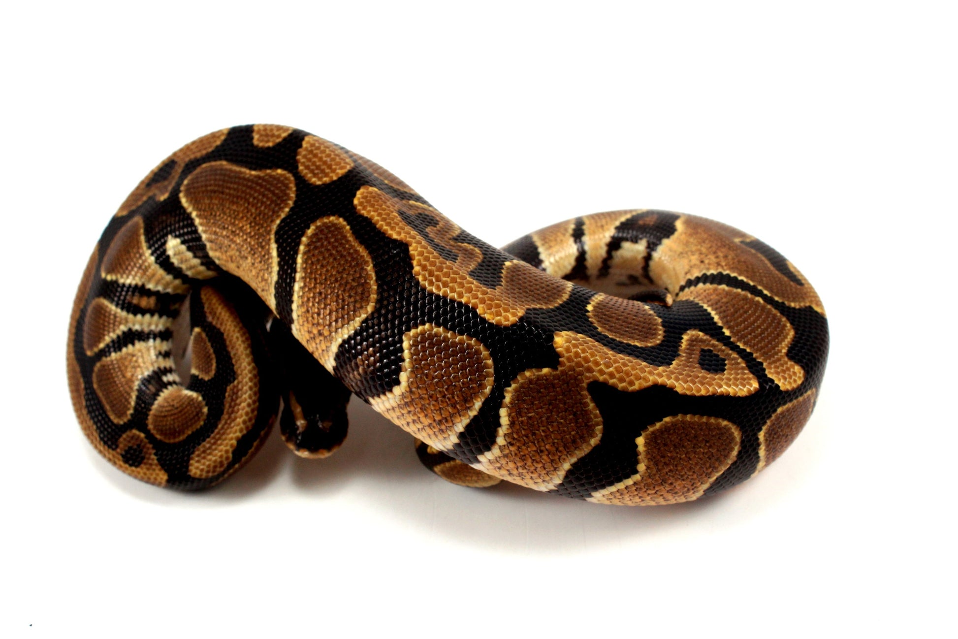 DH Lavender/Pied Ball Python All Reptiles