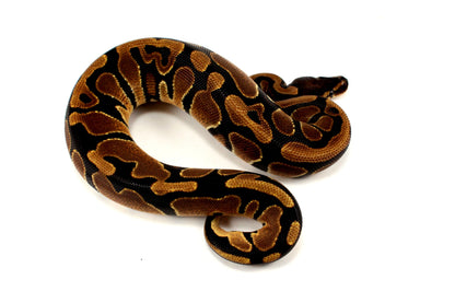 DH Lavender/Pied Ball Python All Reptiles