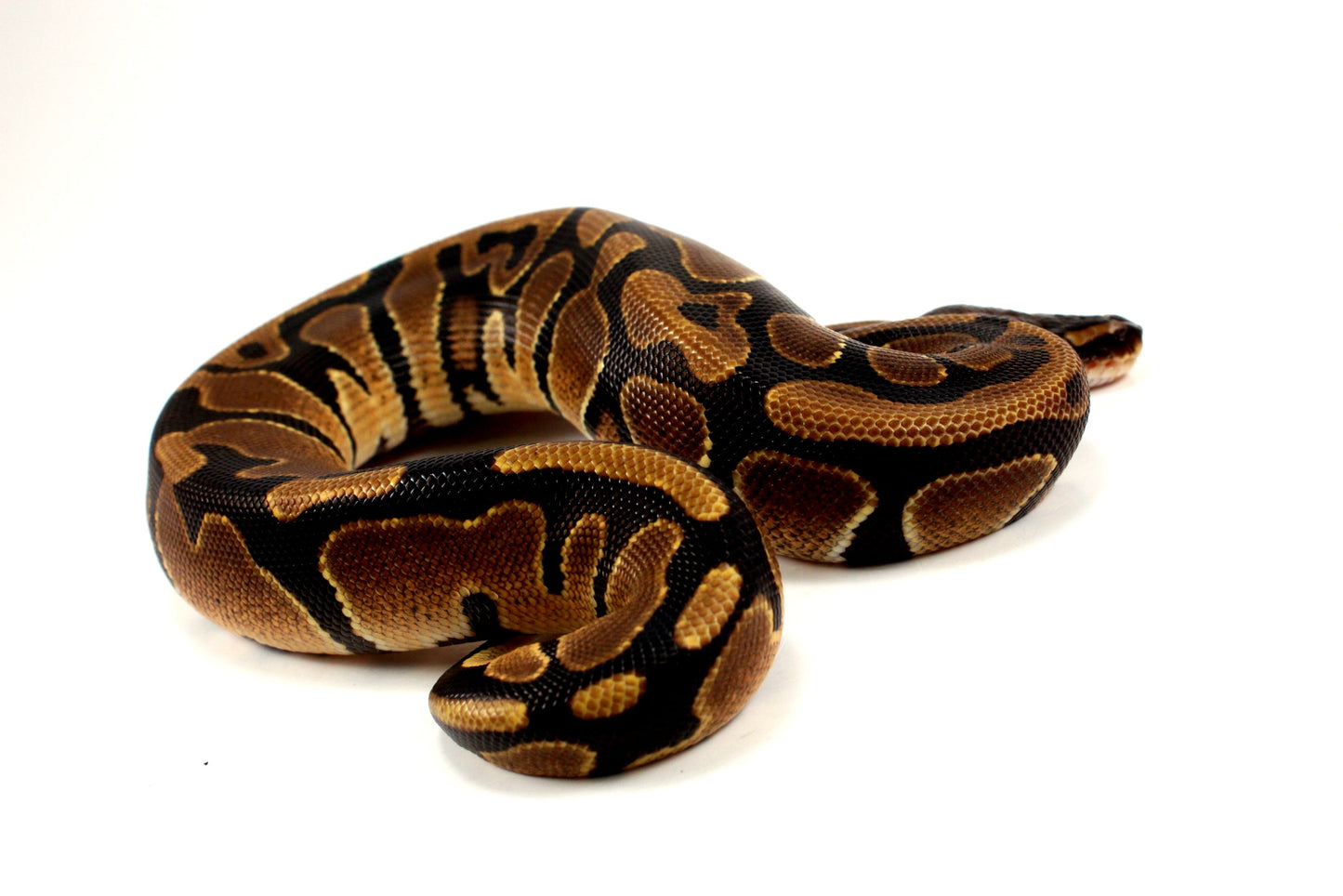 DH Lavender/Pied Ball Python All Reptiles