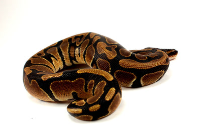 DH Lavender/Pied Ball Python All Reptiles