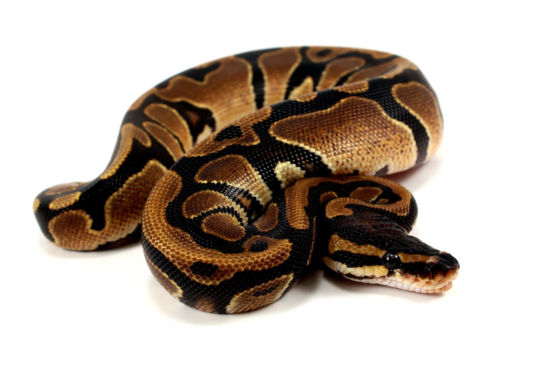 DH Lavender/Pied Ball Python All Reptiles