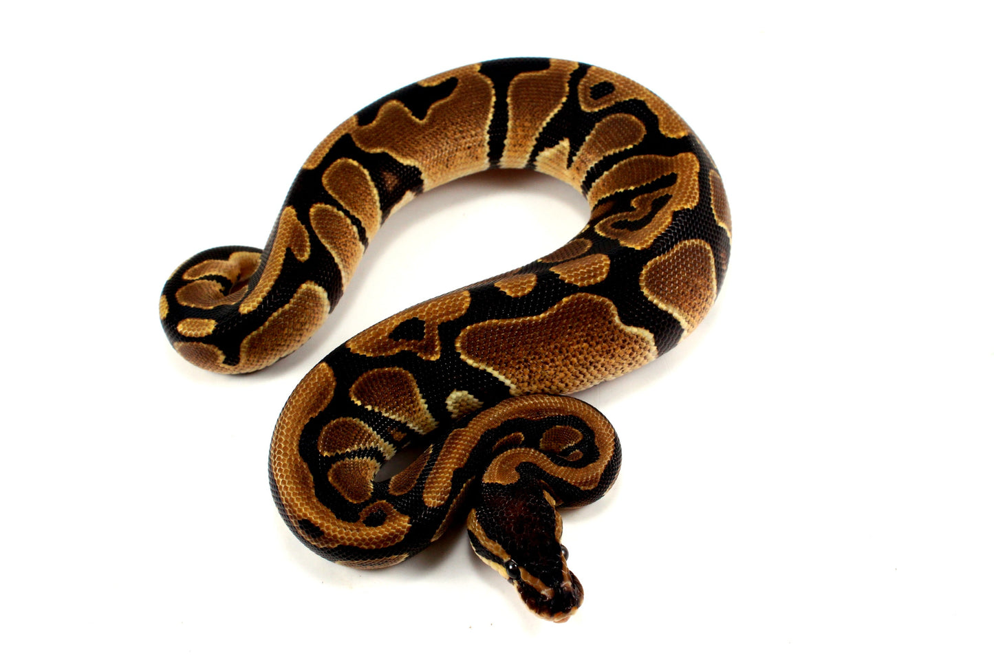 DH Lavender/Pied Ball Python All Reptiles