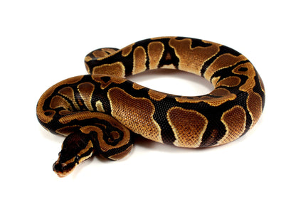 DH Lavender/Pied Ball Python All Reptiles