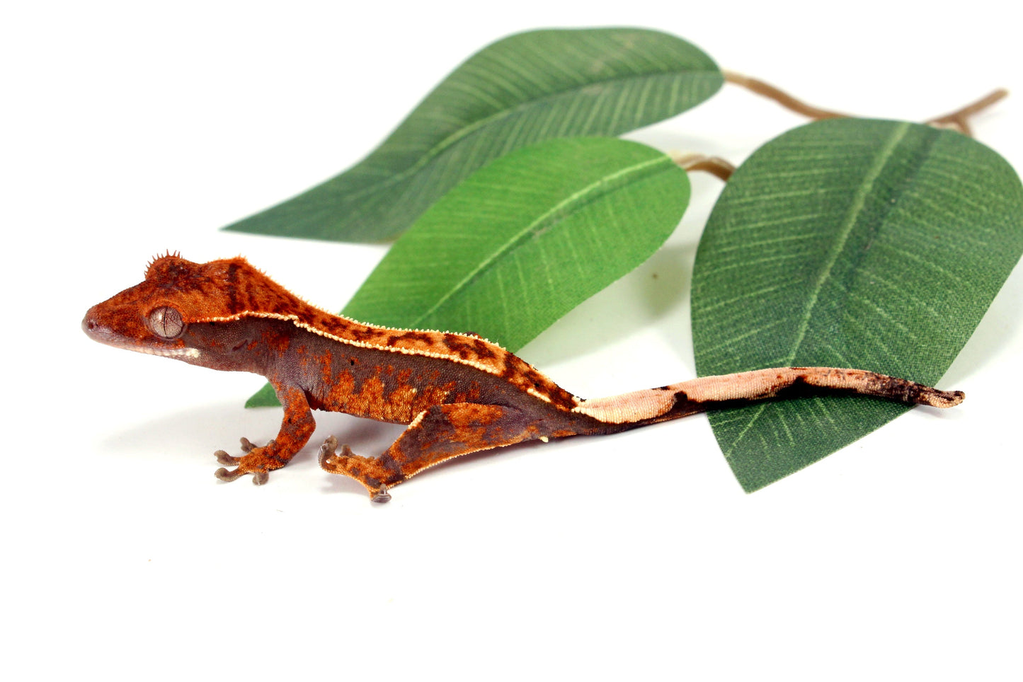 Partial Pinstripe Crested Gecko All Reptiles