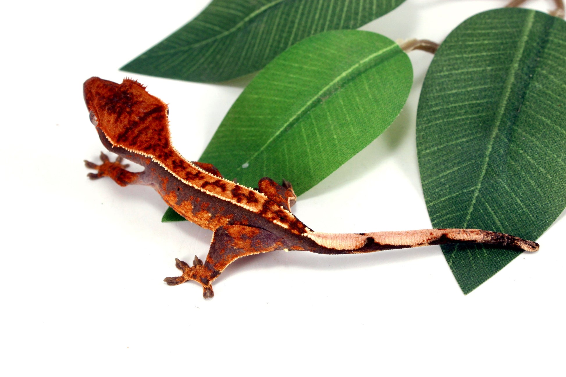 Partial Pinstripe Crested Gecko All Reptiles