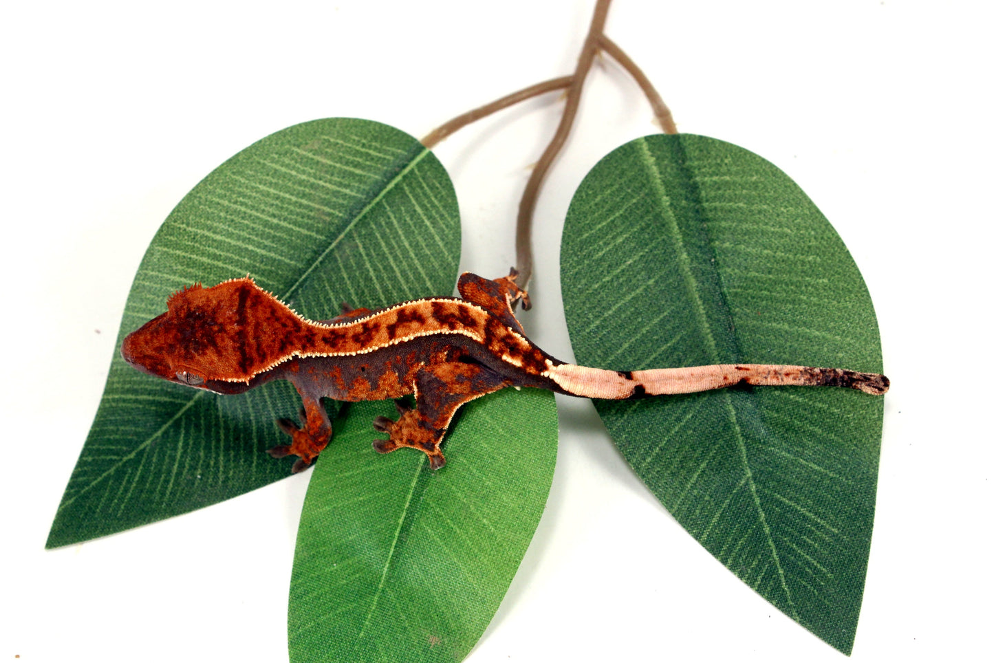 Partial Pinstripe Crested Gecko All Reptiles