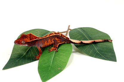 Partial Pinstripe Crested Gecko All Reptiles