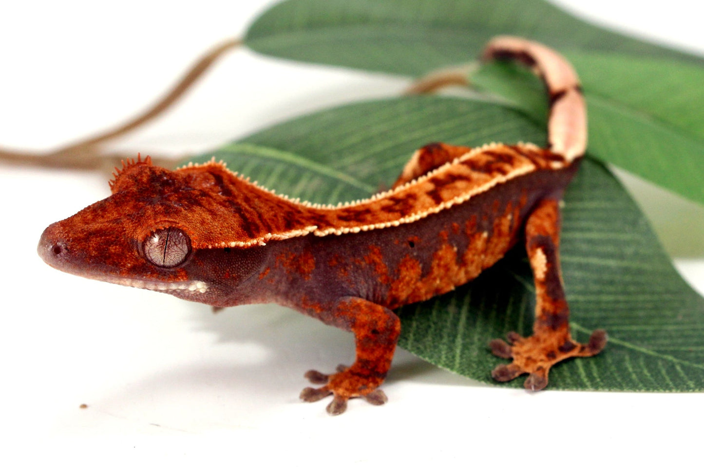 Partial Pinstripe Crested Gecko All Reptiles