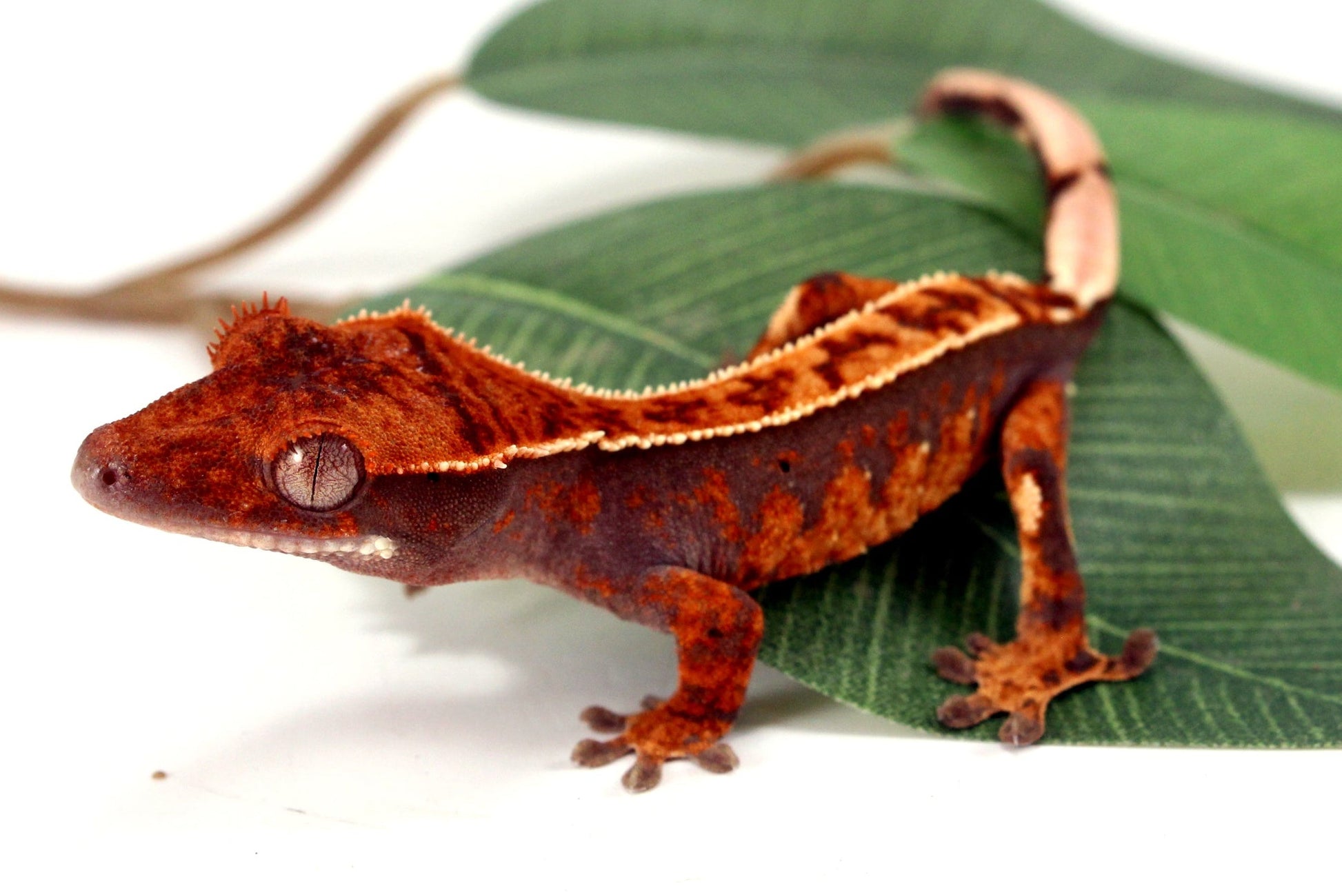 Partial Pinstripe Crested Gecko All Reptiles