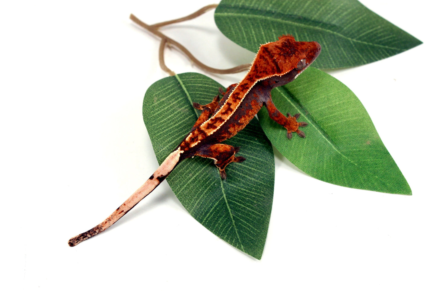 Partial Pinstripe Crested Gecko All Reptiles