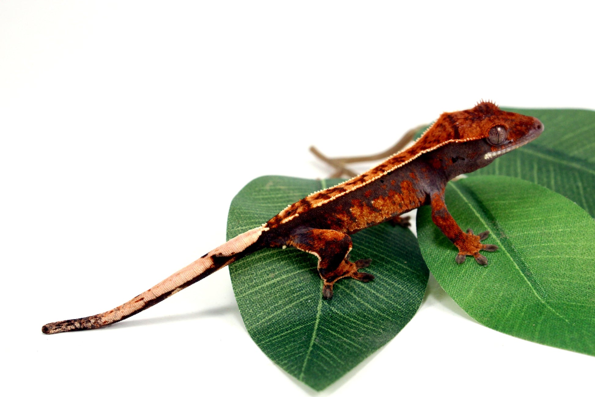 Partial Pinstripe Crested Gecko All Reptiles
