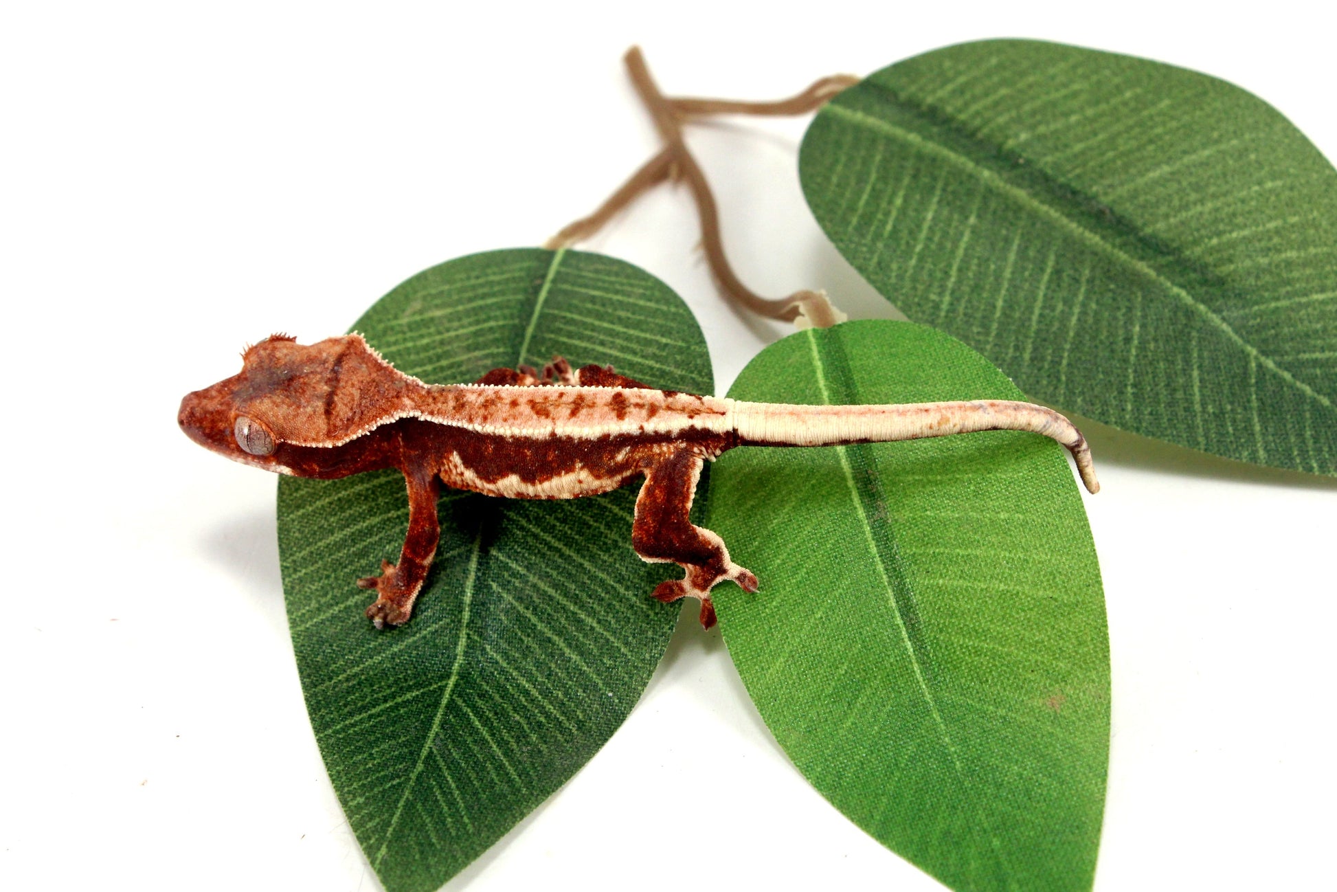Lily White Crested Gecko - B Grade All Reptiles