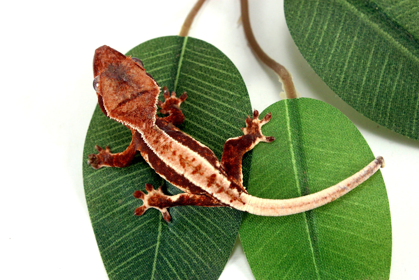 Lily White Crested Gecko - B Grade All Reptiles