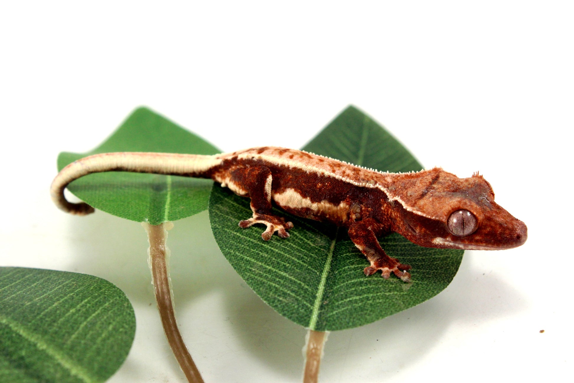 Lily White Crested Gecko - B Grade All Reptiles