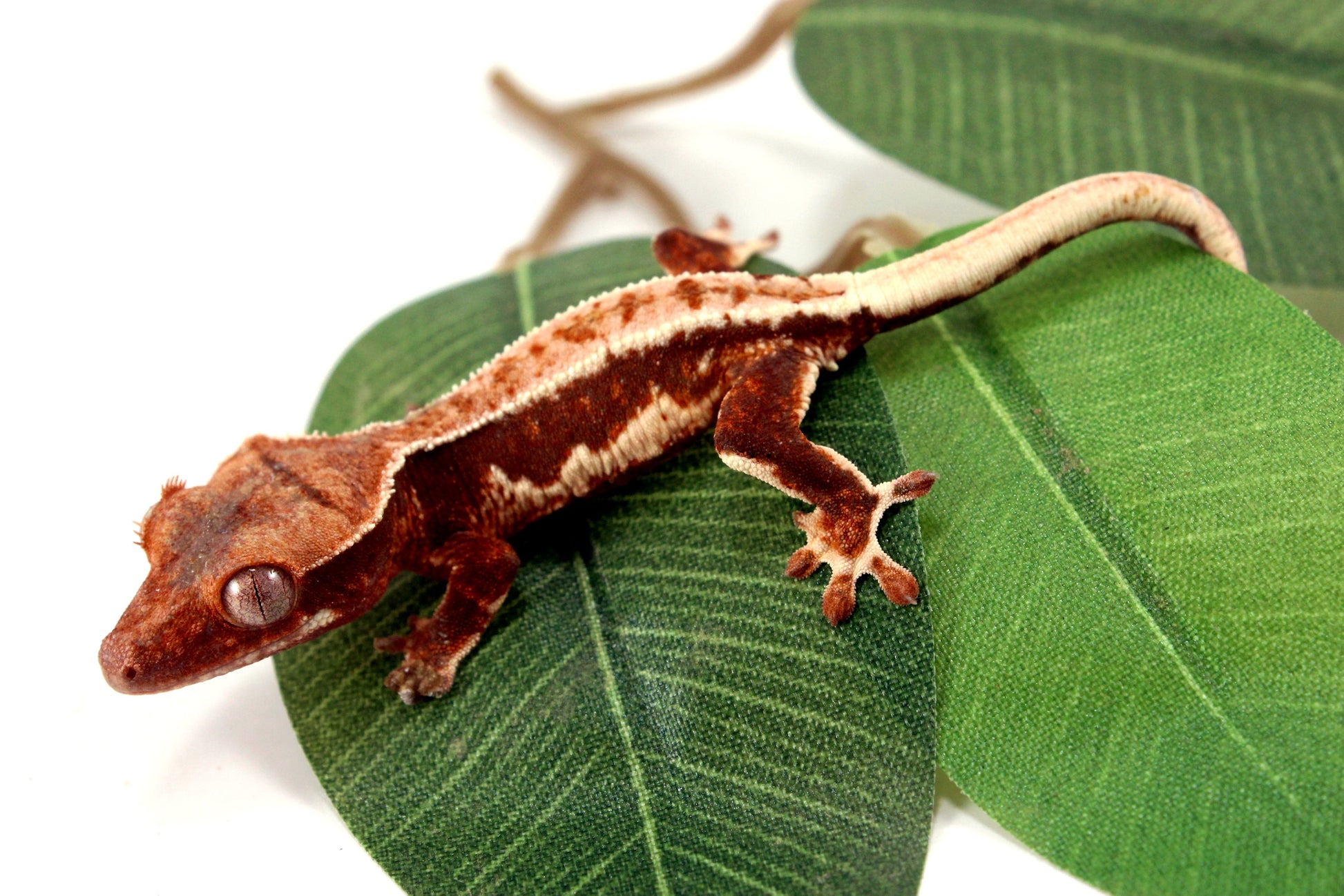 Lily White Crested Gecko - B Grade All Reptiles