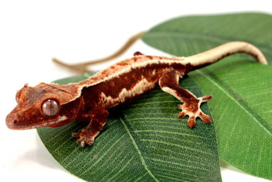 Lily White Crested Gecko - B Grade All Reptiles