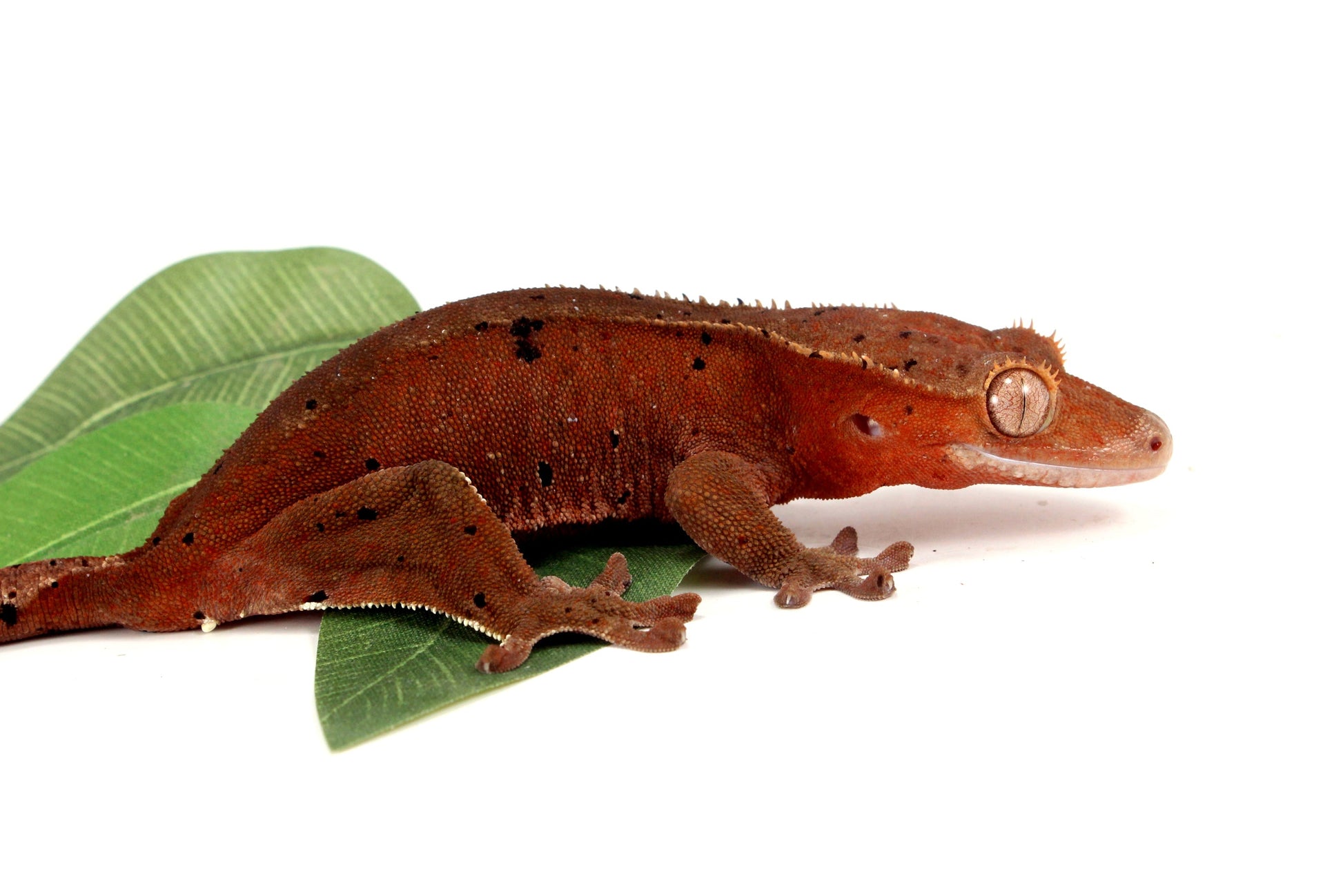 Dark Red Bicolor Dalmatian Crested Gecko All Reptiles