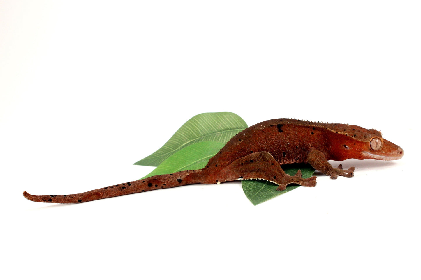 Dark Red Bicolor Dalmatian Crested Gecko All Reptiles