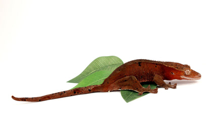 Dark Red Bicolor Dalmatian Crested Gecko All Reptiles