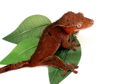 Dark Red Bicolor Dalmatian Crested Gecko All Reptiles