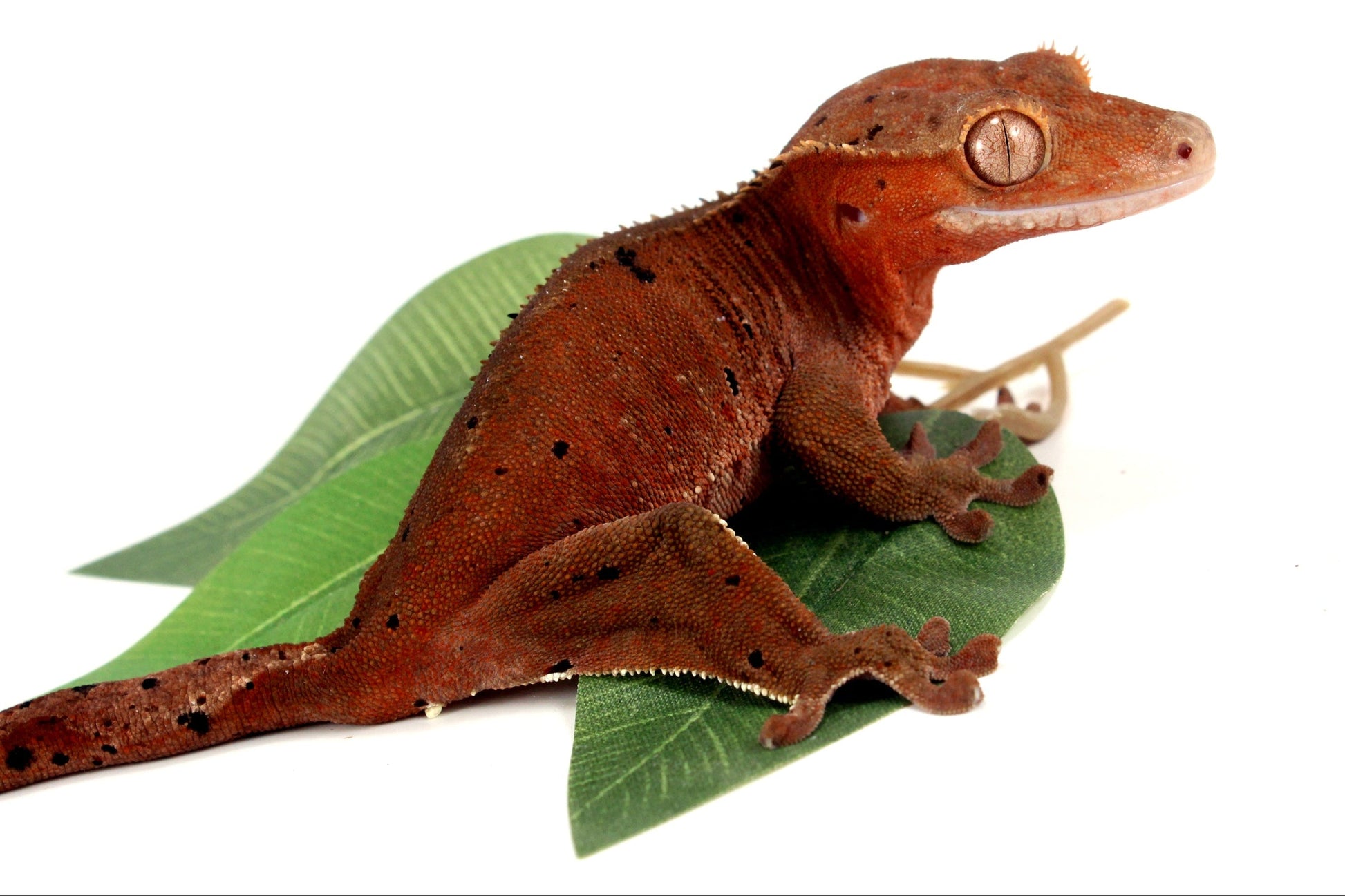 Dark Red Bicolor Dalmatian Crested Gecko All Reptiles