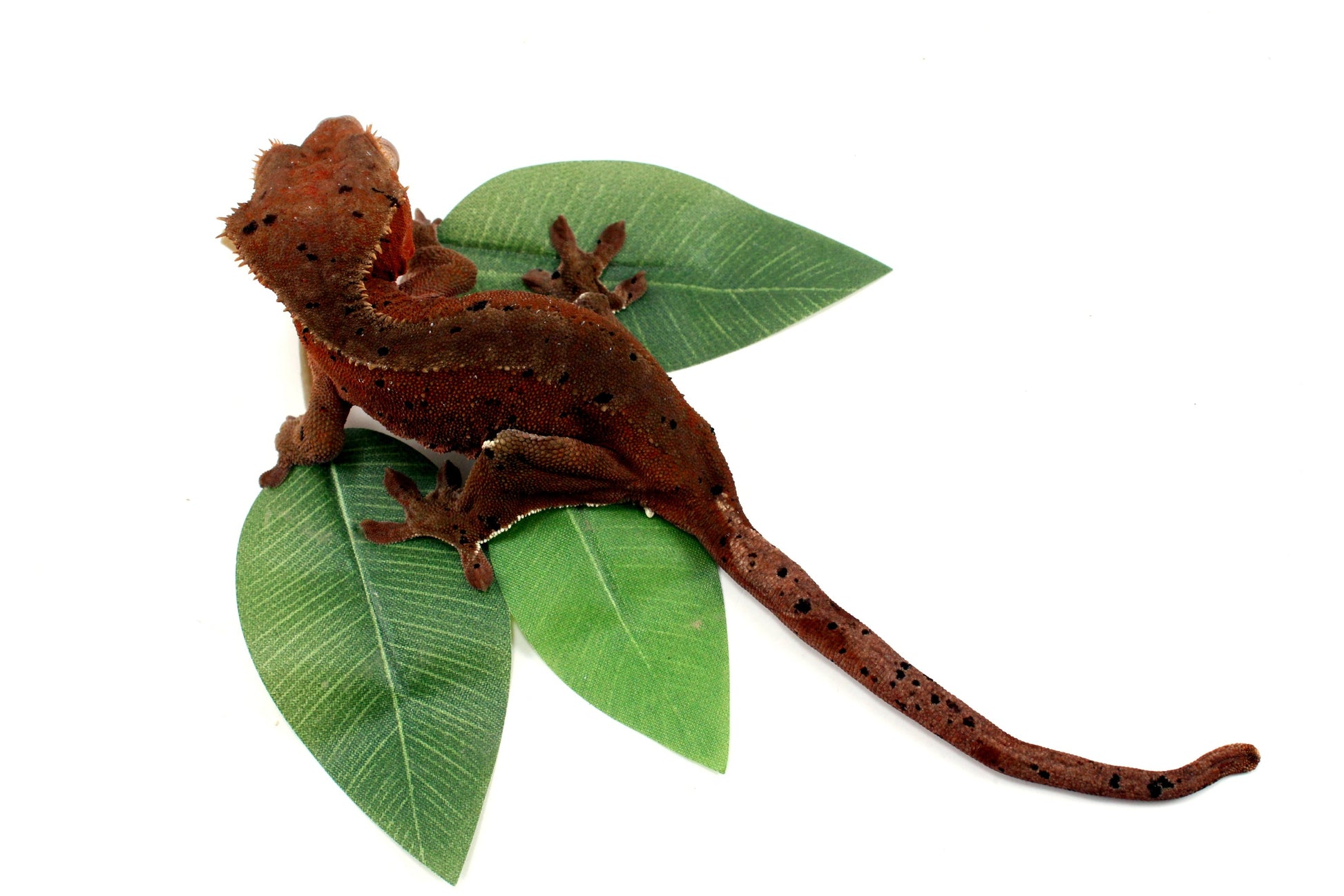 Dark Red Bicolor Dalmatian Crested Gecko All Reptiles