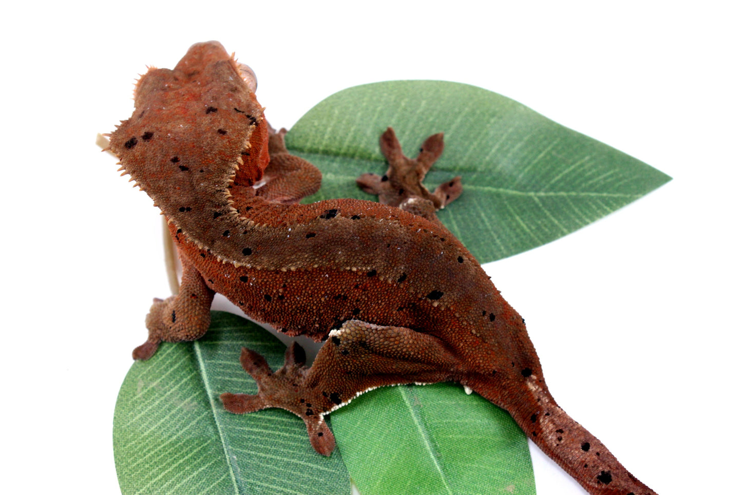 Dark Red Bicolor Dalmatian Crested Gecko All Reptiles