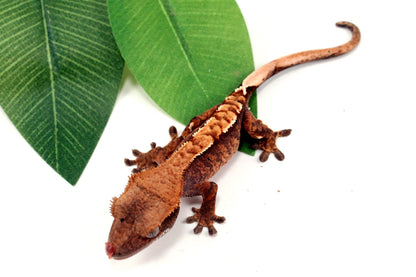 Harlequin Crested Gecko All Reptiles