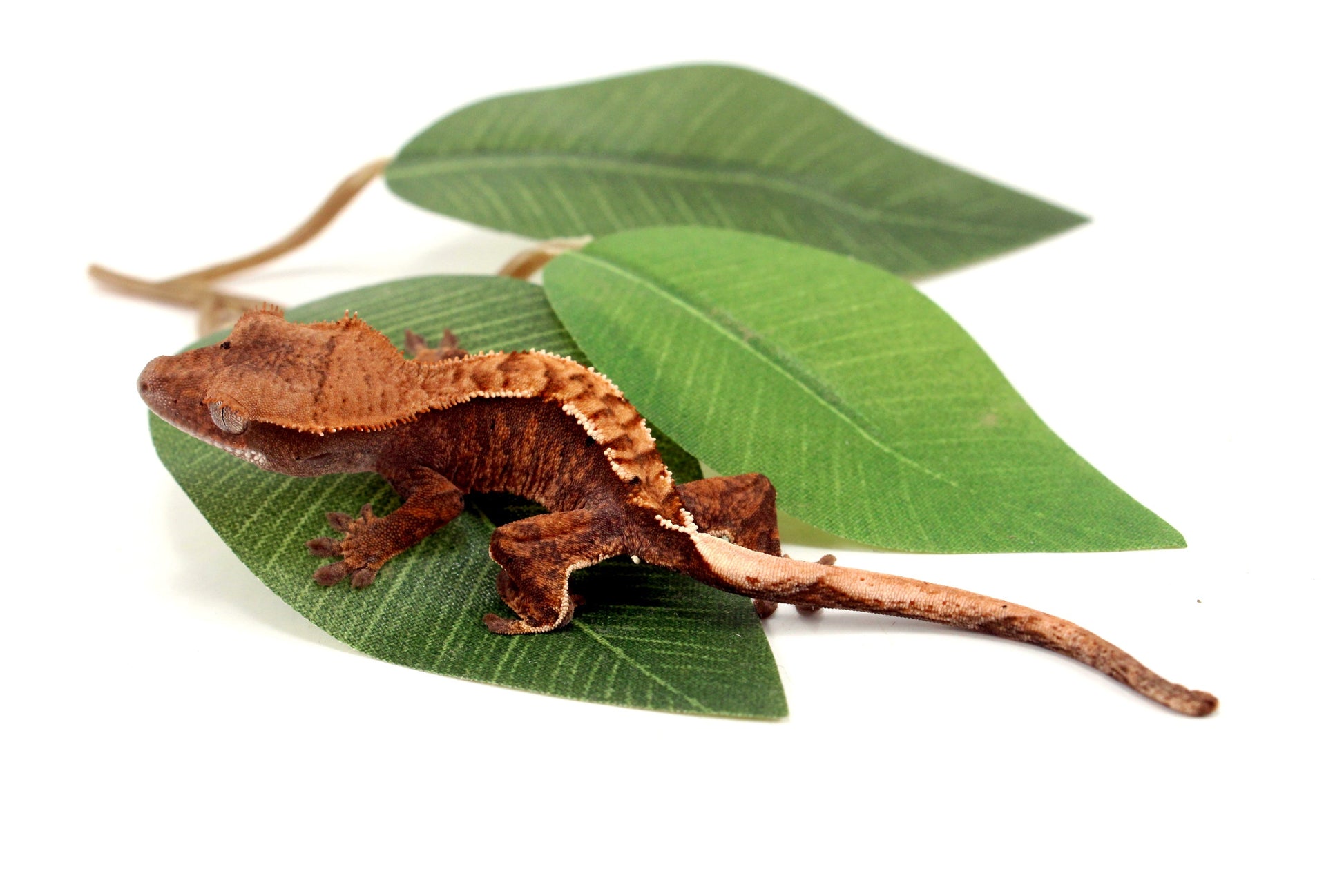 Harlequin Crested Gecko All Reptiles
