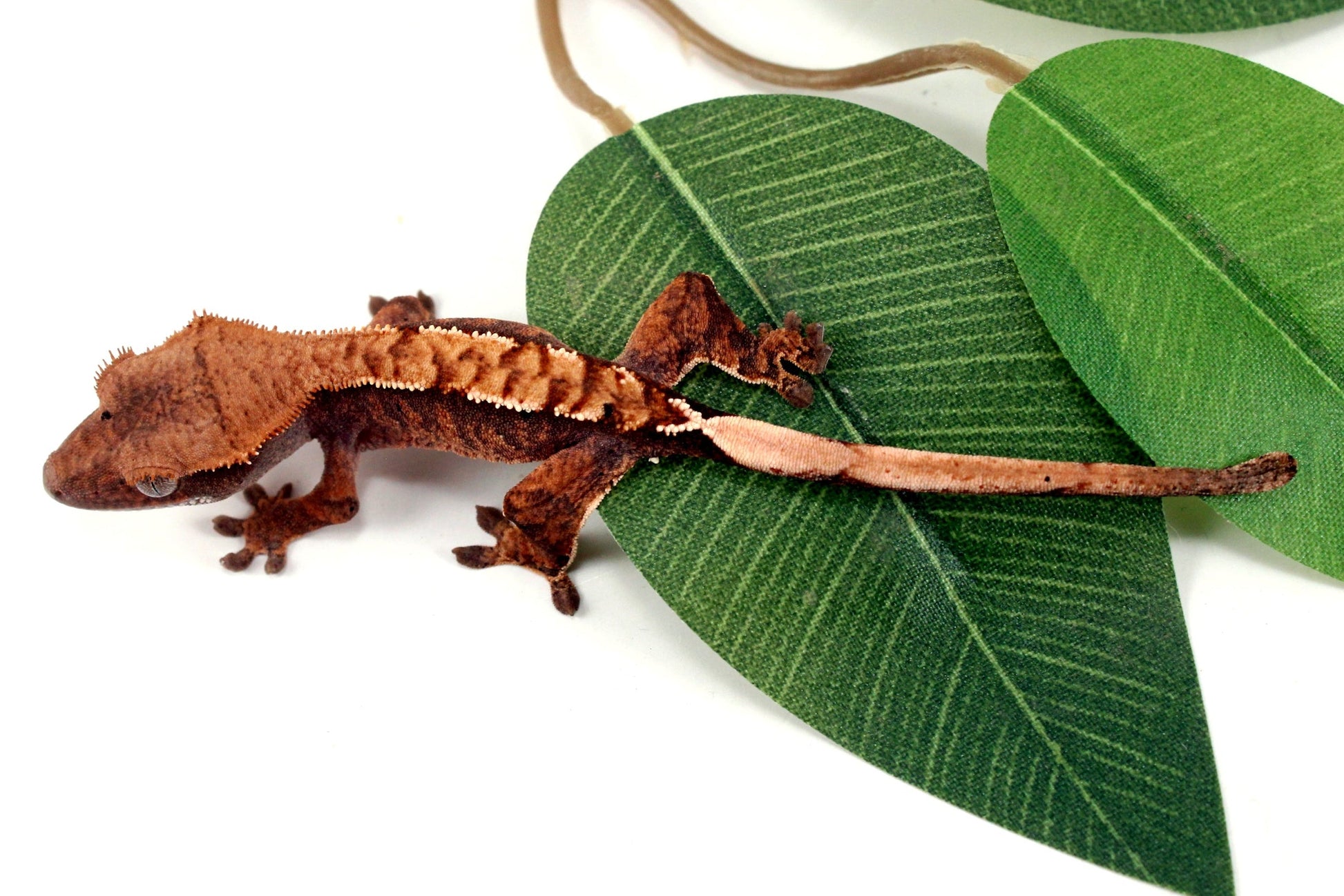 Harlequin Crested Gecko All Reptiles