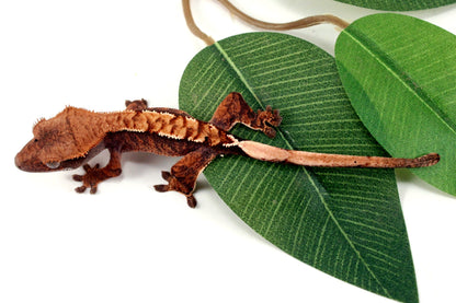 Harlequin Crested Gecko All Reptiles