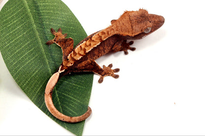 Harlequin Crested Gecko All Reptiles