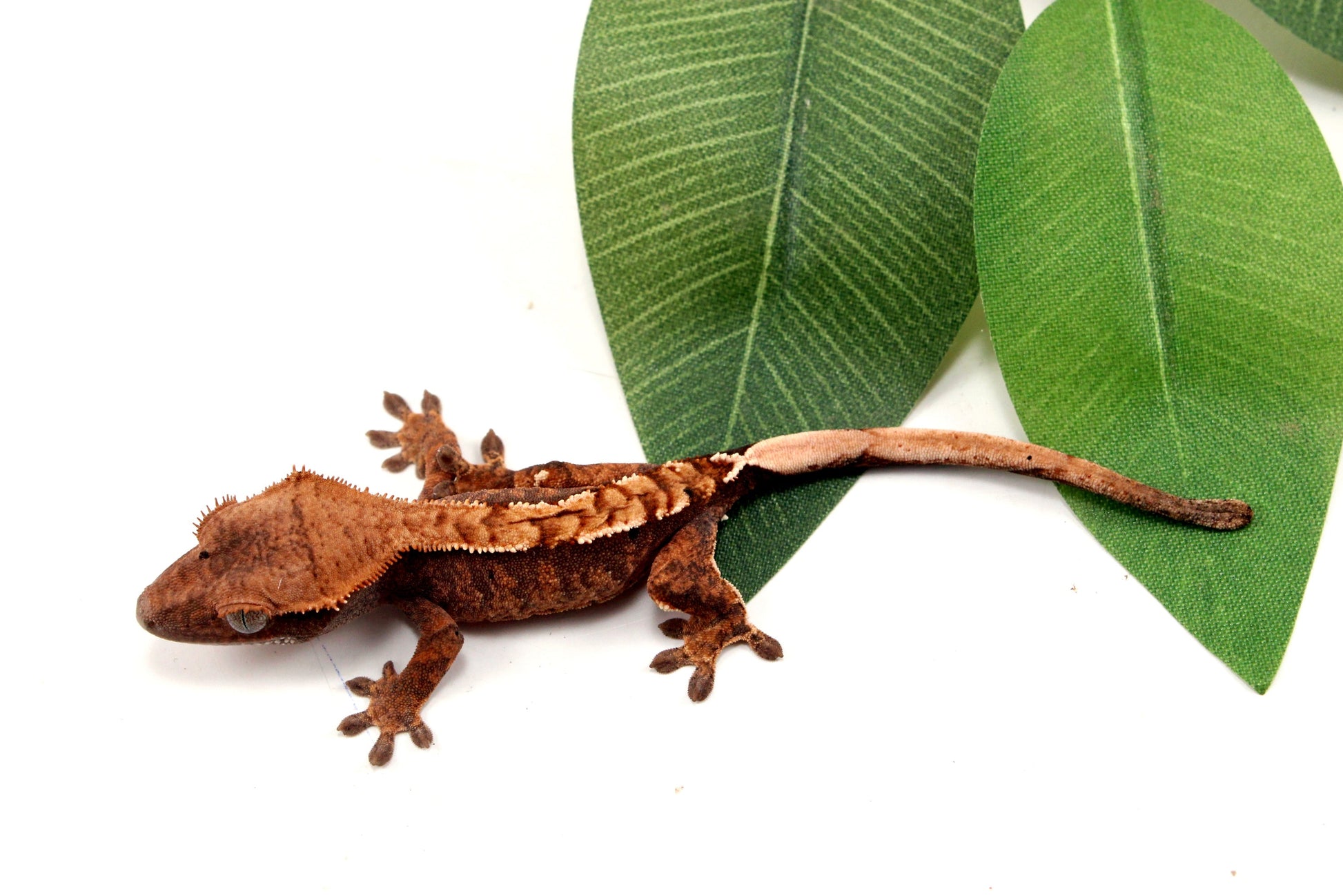 Harlequin Crested Gecko All Reptiles