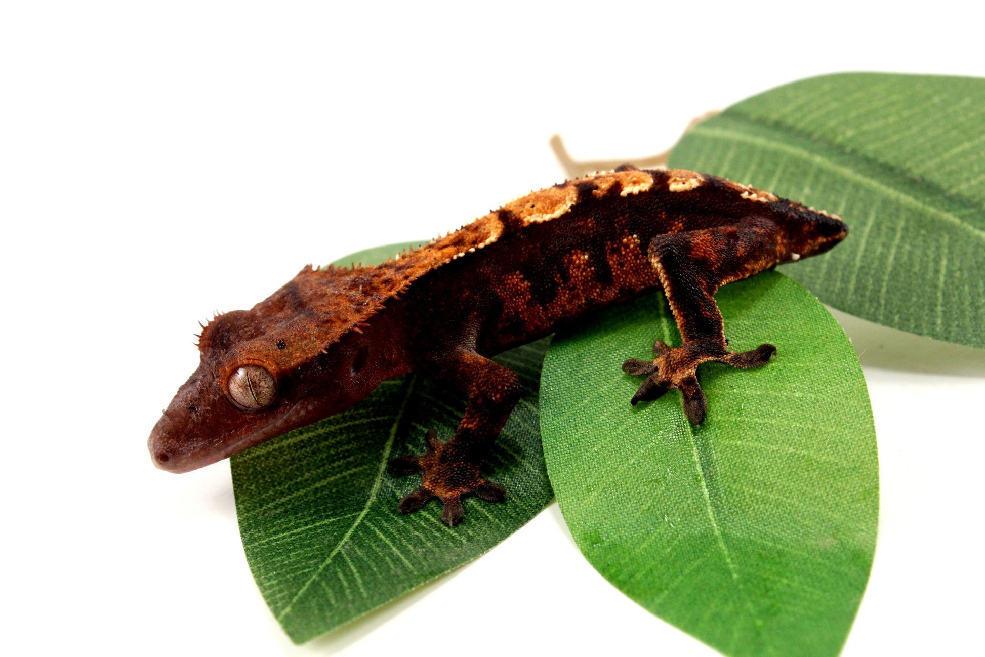 Dark Chocolate Harlequin Crested Gecko - Tailess All Reptiles