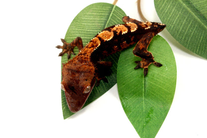 Dark Chocolate Harlequin Crested Gecko - Tailess All Reptiles
