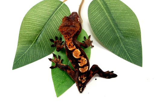 Dark Chocolate Harlequin Crested Gecko - Tailess All Reptiles