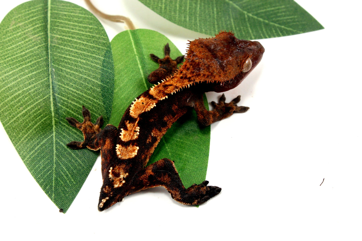 Dark Chocolate Harlequin Crested Gecko - Tailess All Reptiles