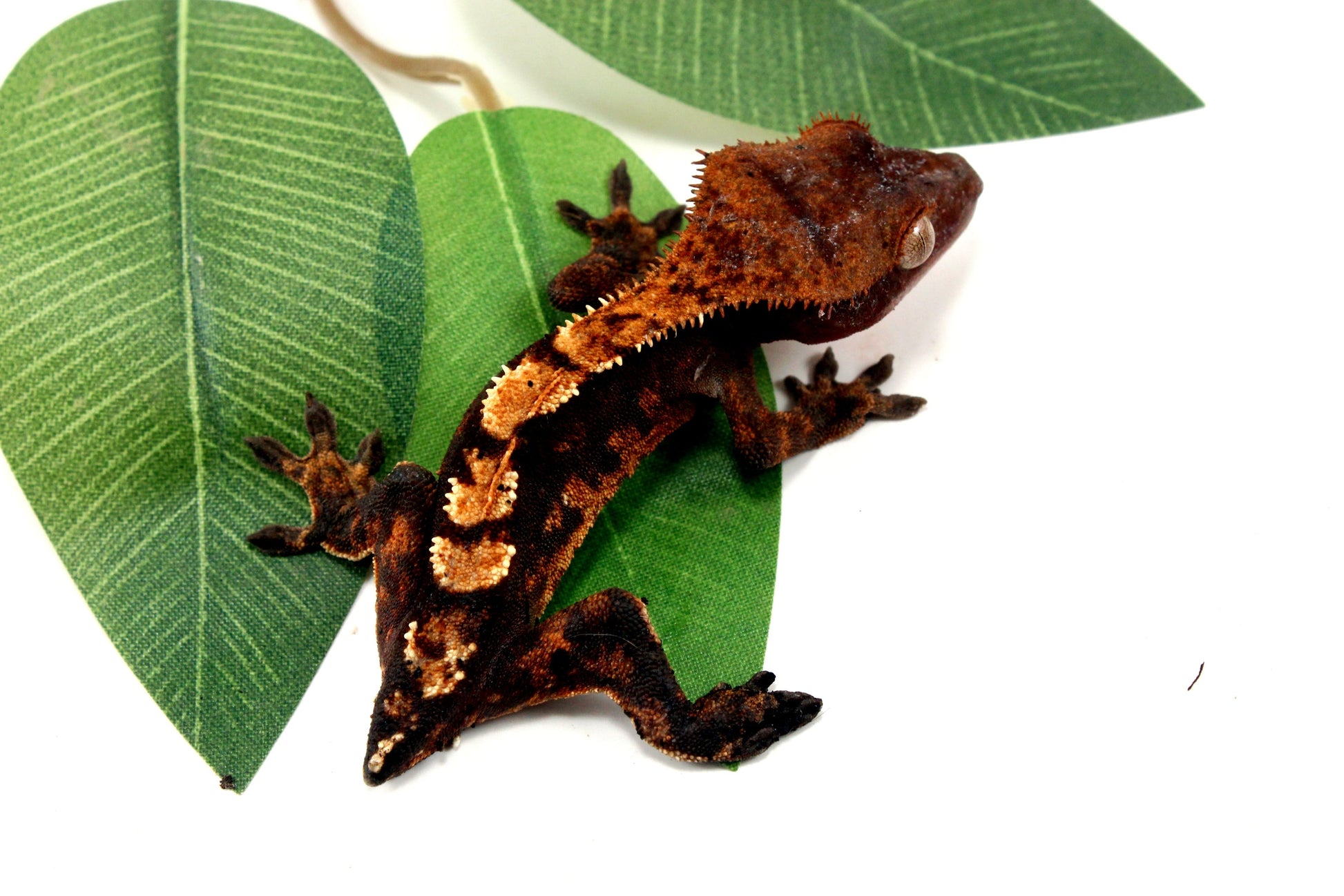 Dark Chocolate Harlequin Crested Gecko - Tailess All Reptiles