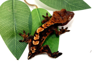 Dark Chocolate Harlequin Crested Gecko - Tailess All Reptiles