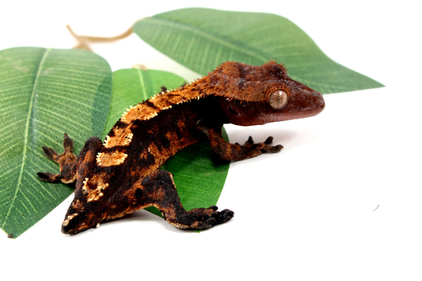Dark Chocolate Harlequin Crested Gecko - Tailess All Reptiles