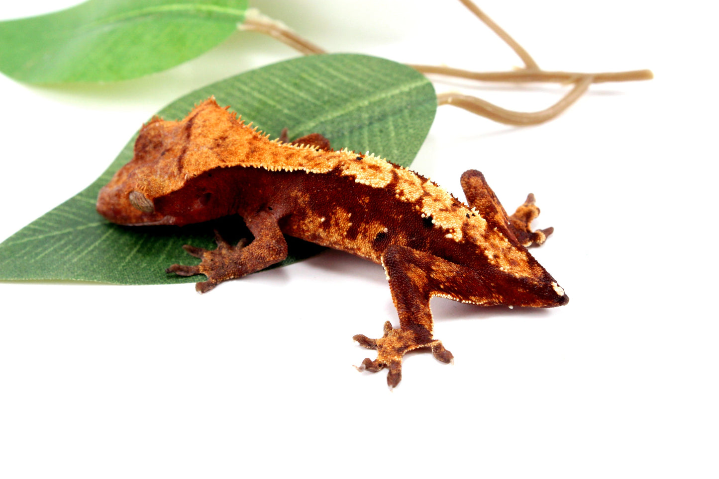 Harlequin Crested Gecko - Tailess All Reptiles
