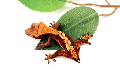 Harlequin Crested Gecko - Tailess All Reptiles