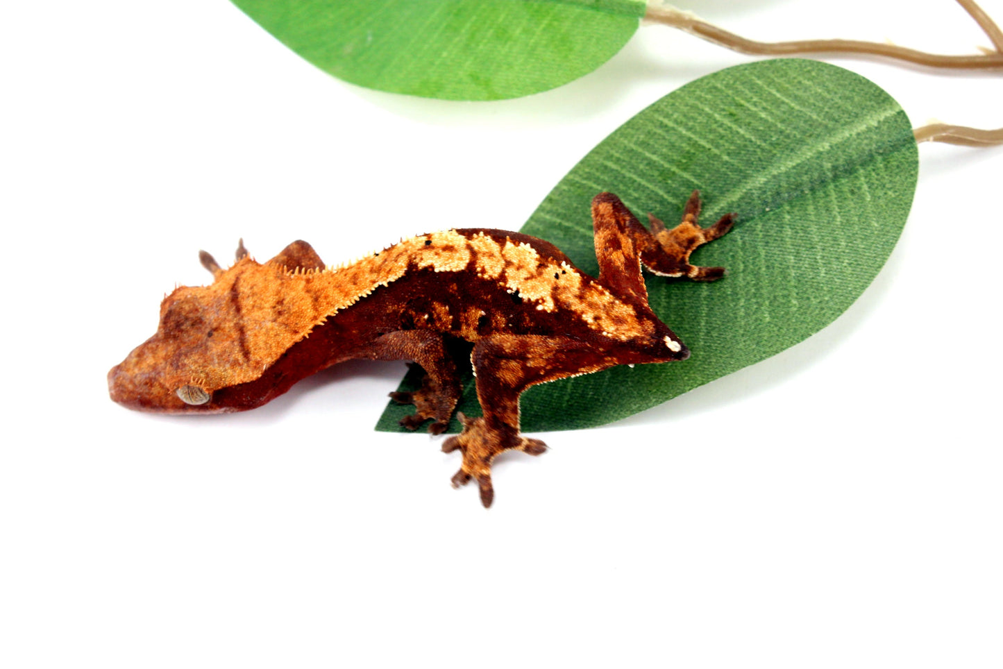 Harlequin Crested Gecko - Tailess All Reptiles