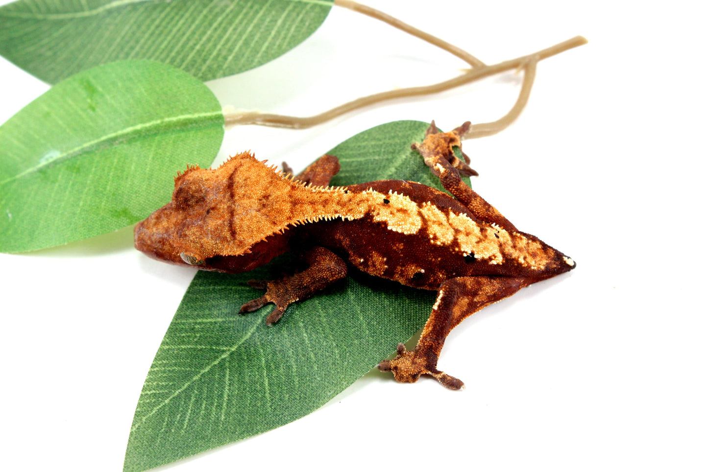 Harlequin Crested Gecko - Tailess All Reptiles